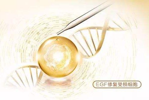 燕窝功效的药理