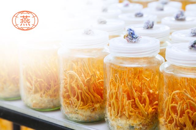 虫草和燕窝可以一起服用?虫草和燕窝有什么功效?