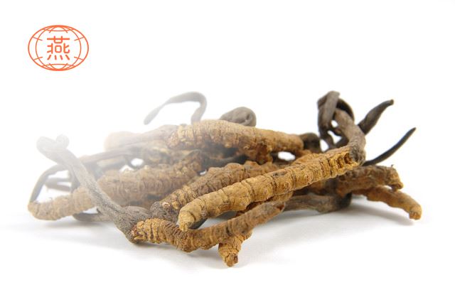 虫草和燕窝可以一起服用?虫草和燕窝有什么功效?