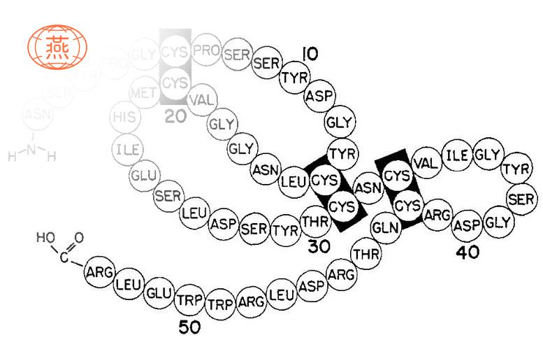 燕窝与表皮生长因子（EGF）