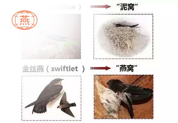 关于能产燕窝的金丝燕,这是最详尽的一篇科普文章