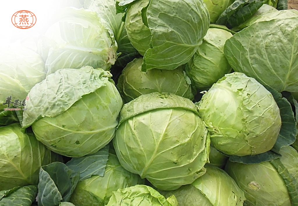 卷心菜能和燕窝一起炖吗