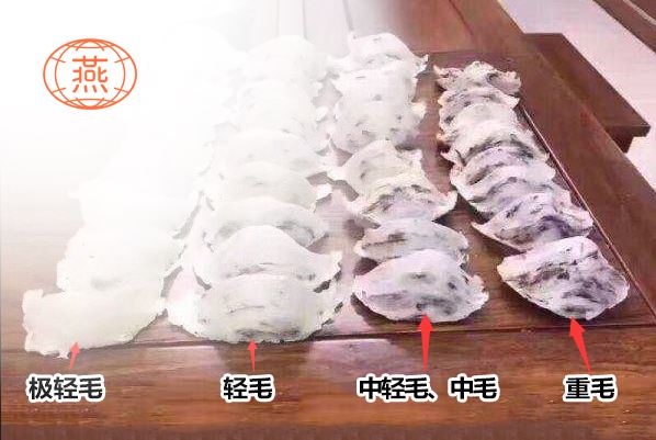 毛燕的等级划分