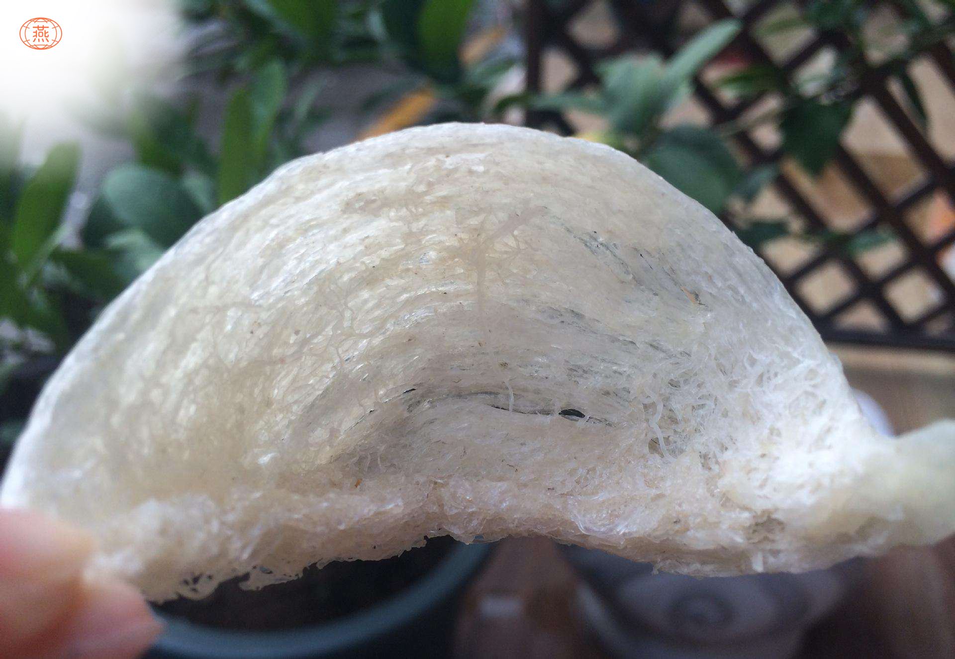 怎样辨别干燕窝的优劣