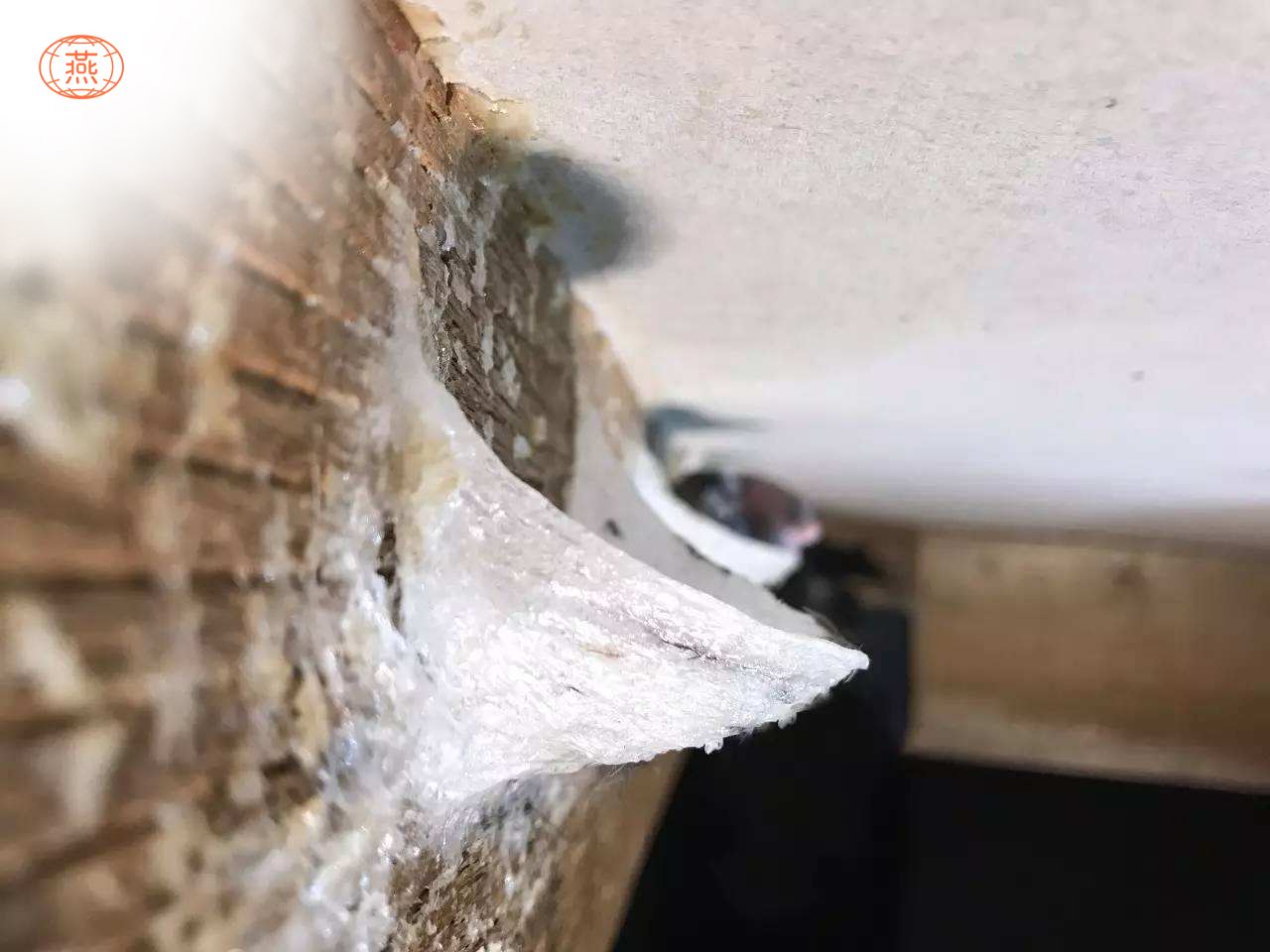 燕窝怎么形成的