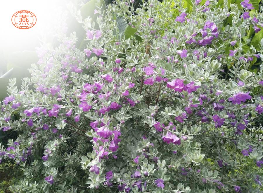 玉芙蓉能和燕窝一起炖吗